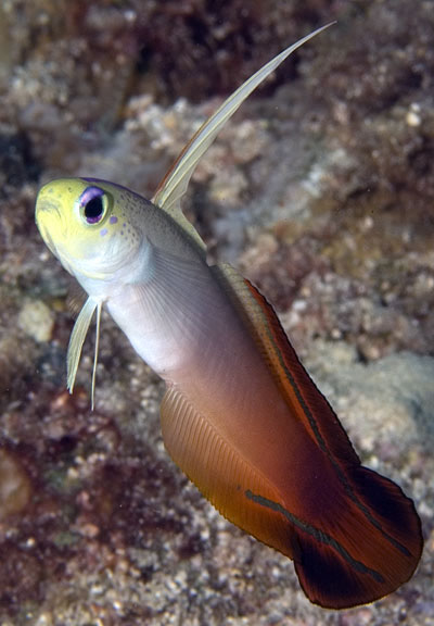 NEMATELEOTRIS MAGNIFICA